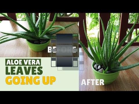 How To Make Aloe Vera Leaves Grow Upward