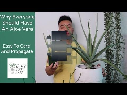 How To Care and Propagate Your Aloe Vera | Houseplant Care Guide