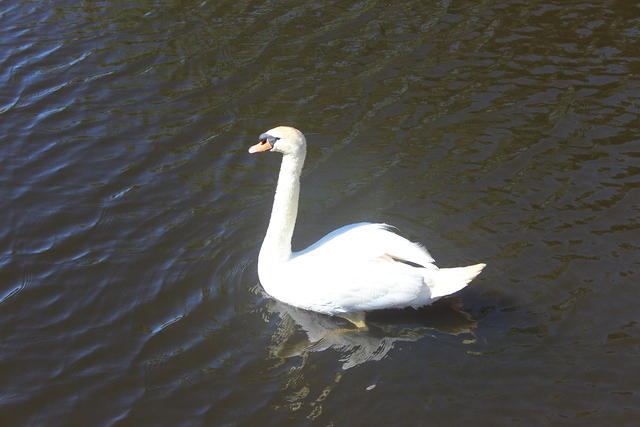 1707 2561 Lough Muckno