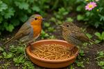 Wildlife
