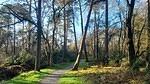 Carnagh Forest Park